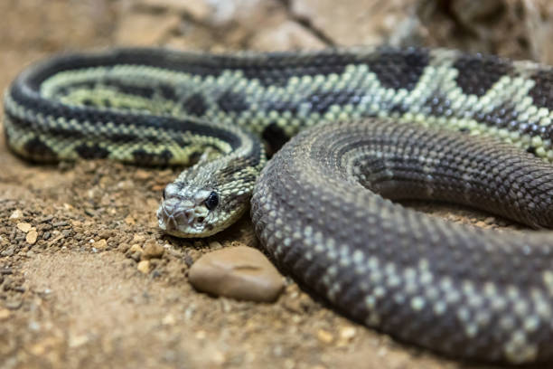 istock Rattlesnake, Crotalus atrox. Western Diamondback. 1054541626