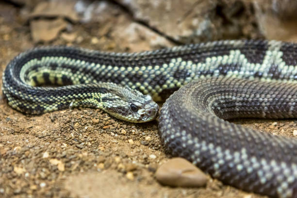 istock Rattlesnake, Crotalus atrox. Western Diamondback. 1054541704