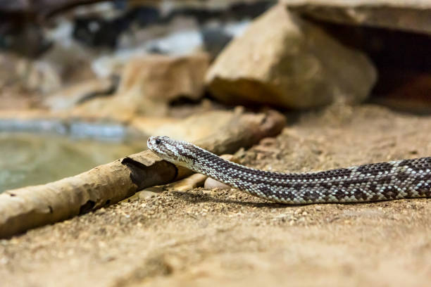istock Rattlesnake, Crotalus atrox. Western Diamondback. 1054541832