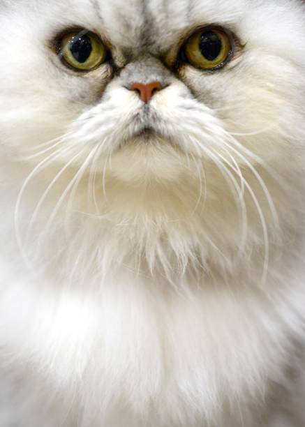 istock White Persian Cat Portrait 1054543044