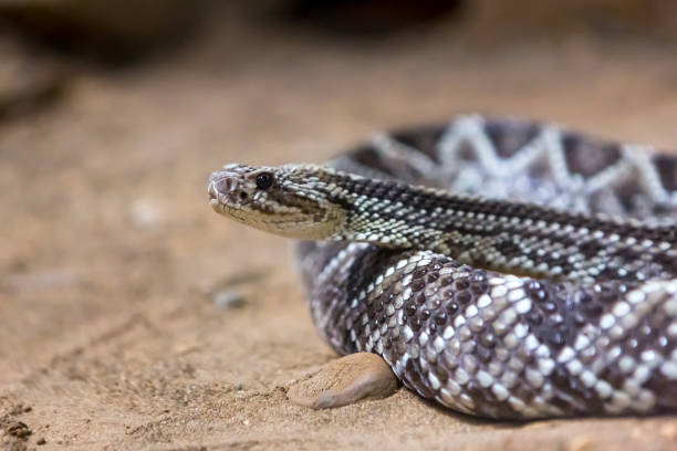 istock Rattlesnake, Crotalus atrox. Western Diamondback. 1054543052