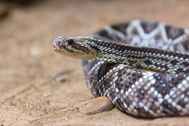 istock Rattlesnake, Crotalus atrox. Western Diamondback. 1054543084