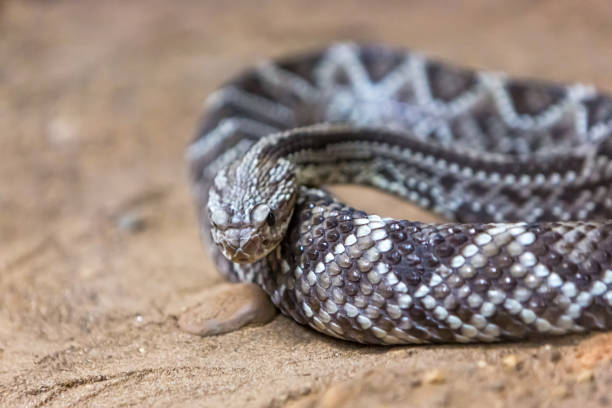 istock Rattlesnake, Crotalus atrox. Western Diamondback. 1054543090
