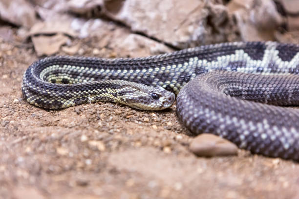 istock Rattlesnake, Crotalus atrox. Western Diamondback. 1054543172