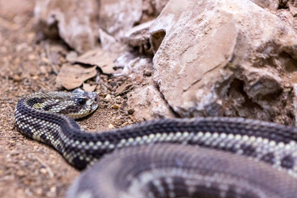 istock Rattlesnake, Crotalus atrox. Western Diamondback. 1054544316