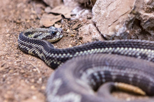 istock Rattlesnake, Crotalus atrox. Western Diamondback. 1054544326