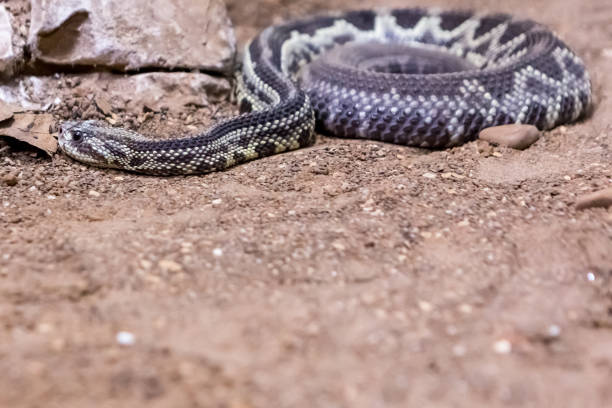 istock Rattlesnake, Crotalus atrox. Western Diamondback. 1054544484