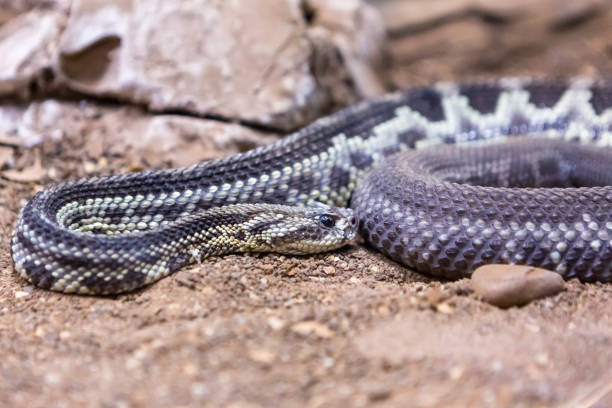 Rattlesnake, Crotalus atrox. Western Diamondback.