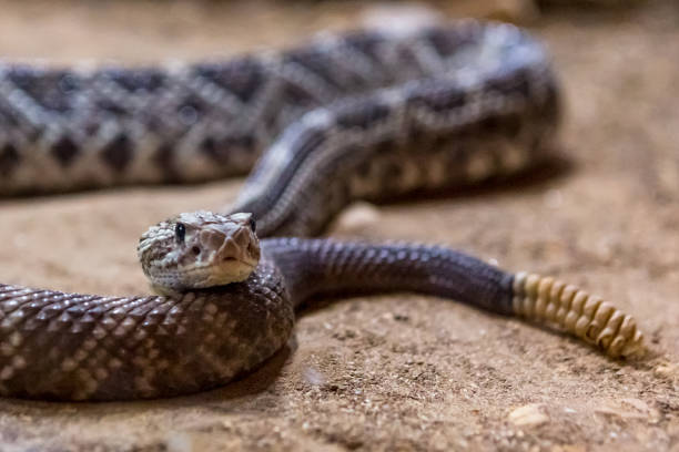 istock Rattlesnake, Crotalus atrox. Western Diamondback. 1054544540