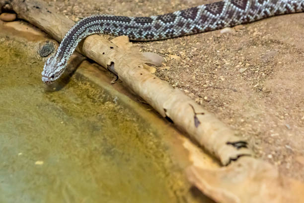 istock Rattlesnake, Crotalus atrox. Western Diamondback. 1054544686