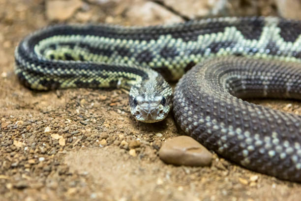 istock Rattlesnake, Crotalus atrox. Western Diamondback. 1054545700