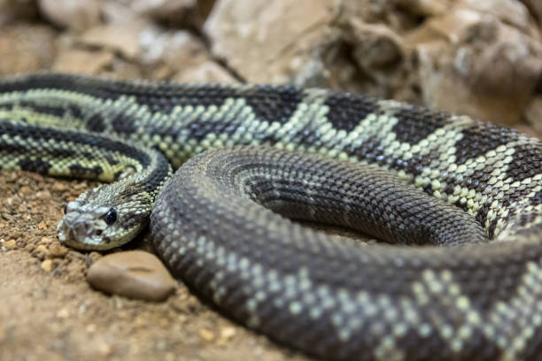 istock Rattlesnake, Crotalus atrox. Western Diamondback. 1054545710