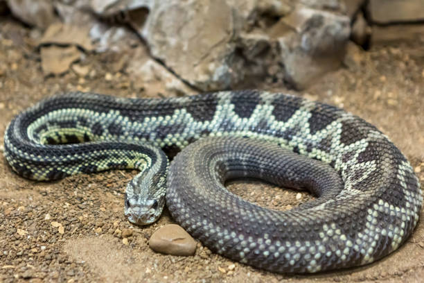 istock Rattlesnake, Crotalus atrox. Western Diamondback. 1054545734