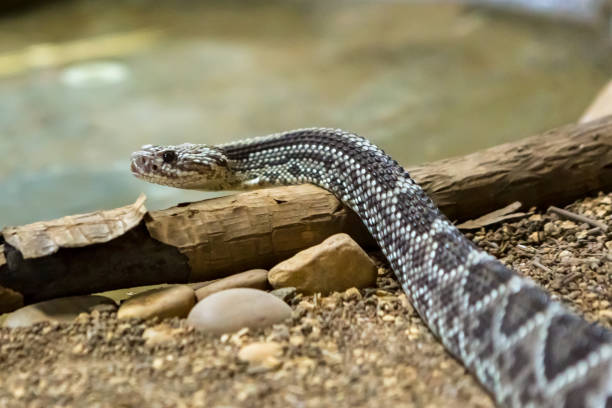 istock Rattlesnake, Crotalus atrox. Western Diamondback. 1054545758