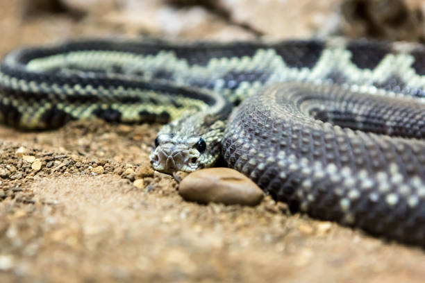 istock Rattlesnake, Crotalus atrox. Western Diamondback. 1054545778