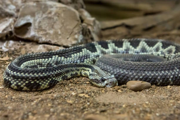 istock Rattlesnake, Crotalus atrox. Western Diamondback. 1054545814