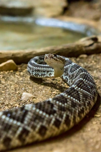 istock Rattlesnake, Crotalus atrox. Western Diamondback. 1054545850