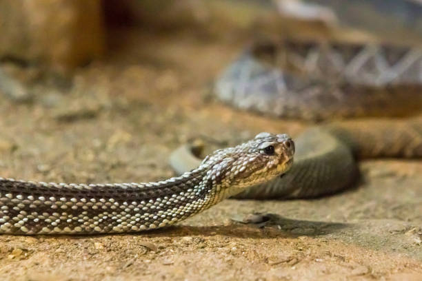 istock Rattlesnake, Crotalus atrox. Western Diamondback. 1054545924