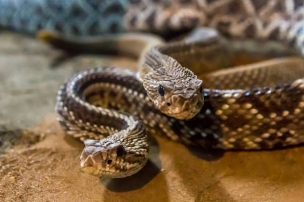 istock Rattlesnake, Crotalus atrox. Western Diamondback. 1054546038