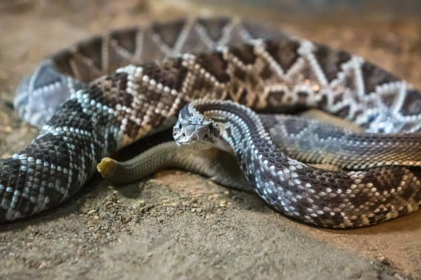 istock Rattlesnake, Crotalus atrox. Western Diamondback. 1054546064