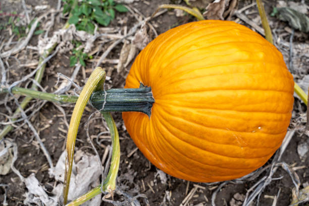 istock Giant orange pumpkins in a pumpkin patch, ready for harvesting. 1054546168