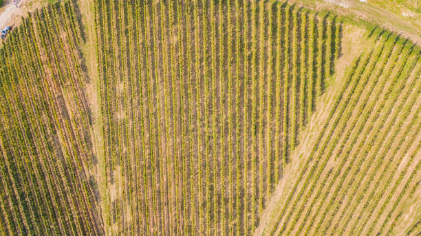 istock Earth's line. A drone vertical perspective of  the vineyards. Agricultural fields 1054551578