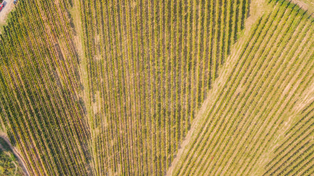 istock Earth's line. A drone vertical perspective of  the vineyards. Agricultural fields 1054551594