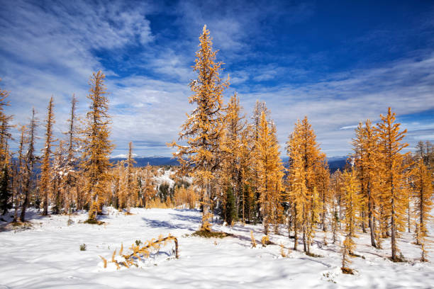 Gold color only can be seen in early autumn in Manning Park.