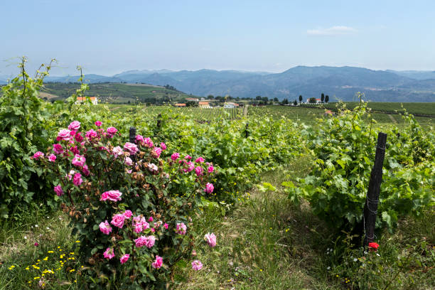 istock Douro Wine Region – Roses and Vines 1054559486