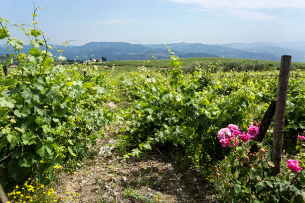 istock Douro Wine Region – Roses and Vines 1054559498