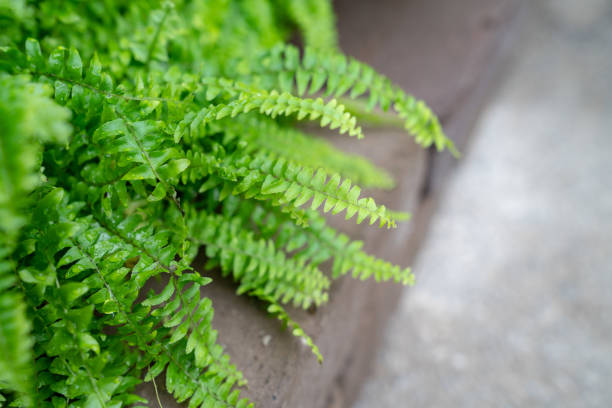 A plant planted on the roadside