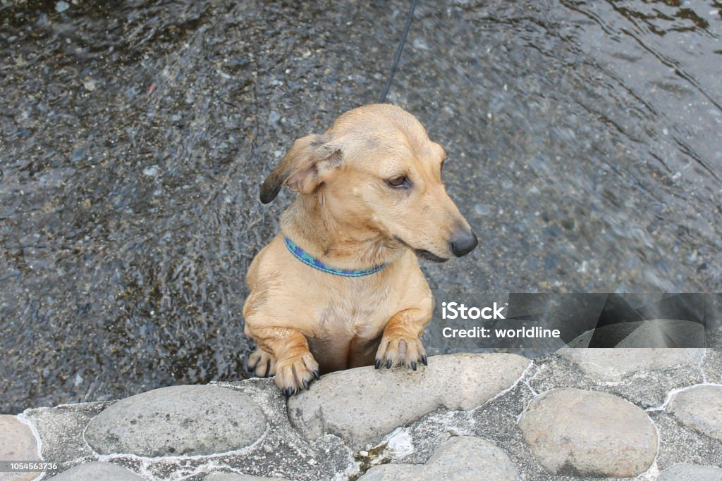 dog Animal Stock Photo