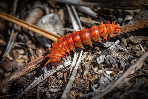 Pipevine swallowtail caterpillar