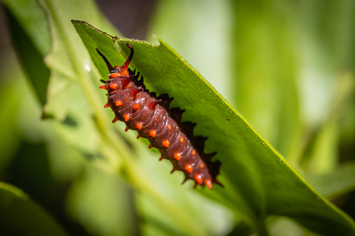 Pipevine swallowtail caterpillar