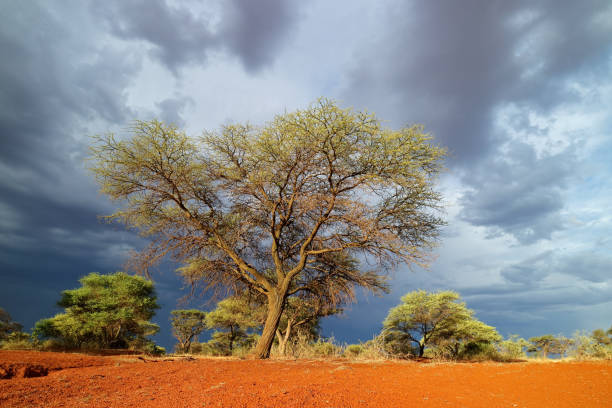 istock African landscape against a stormy sky 1054565068