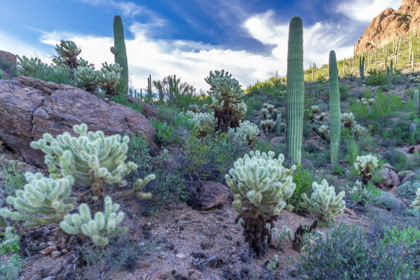 istock Sonora desert in Tucson 1054565070