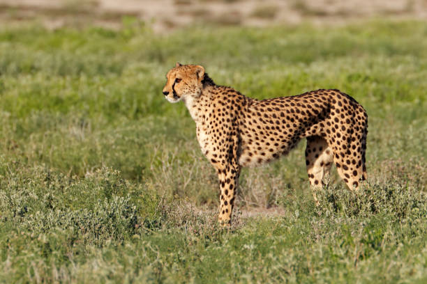 istock Alert cheetah on the hunt 1054565130