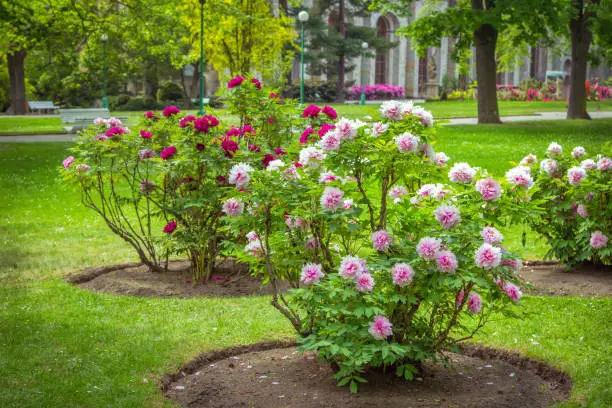 Photo of View of beautiful garden with green lawn and blooming tree peonies