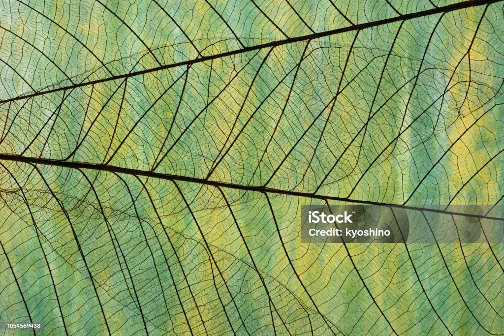 Extreme close-up of leaf vein skeleton against Washi paper. Extreme close-up of leaf vein skeleton against abstract Washi paper. Nature Stock Photo