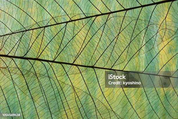 Extreme Closeup Of Leaf Vein Skeleton Against Washi Paper Stock Photo - Download Image Now