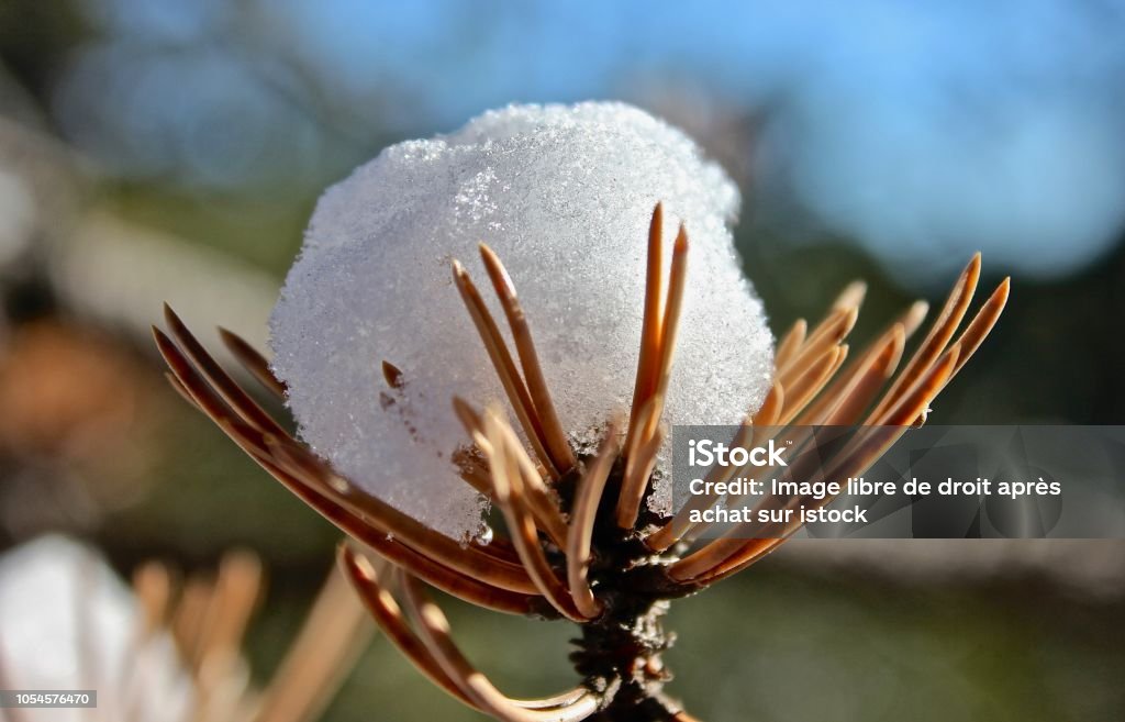 snow on a fir branch posed like a snowball, a work of art of winter Backgrounds Stock Photo