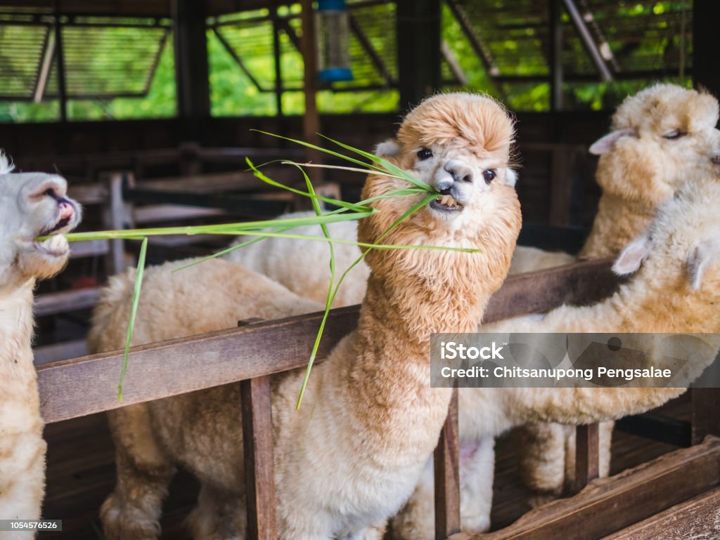 Lama de alpaca cerca retrato blanco y marrón de alimentación agradable lindo en la granja de masticar vidrio. - Foto de stock de Alpaca libre de derechos