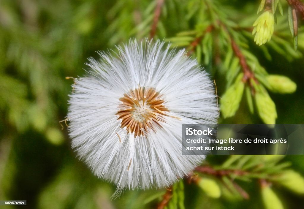 Flower in flight to the wind a dandelion flower, a work of art on its own, the complexity of nature, a breath of air and hop Beauty Stock Photo