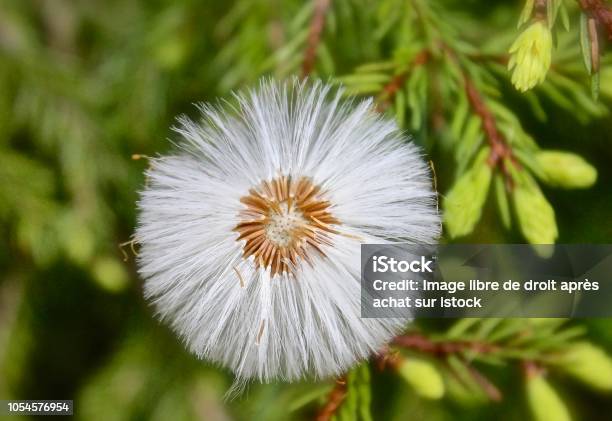 Flower In Flight To The Wind Stock Photo - Download Image Now - Beauty, Beauty In Nature, Botany