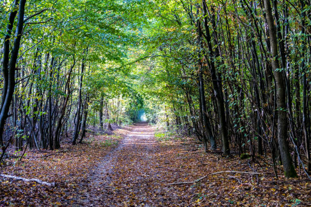 istock Pathway in the autumn forest - Saint Germain Forest, France. 1054580296