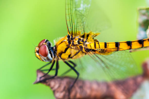 istock Side view of yellow dragonfly 1054580424