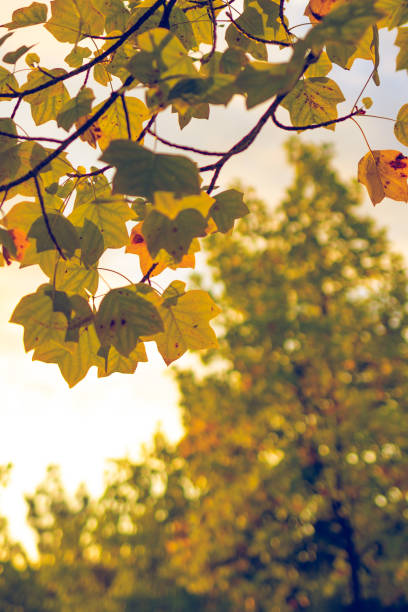 istock Yellow autumn leaves on a tree branch 1054580636