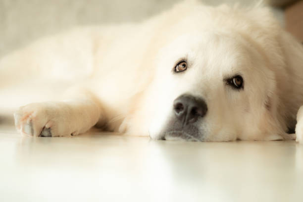 istock Cute white golden retriever puppy taking a sleep 1054586196