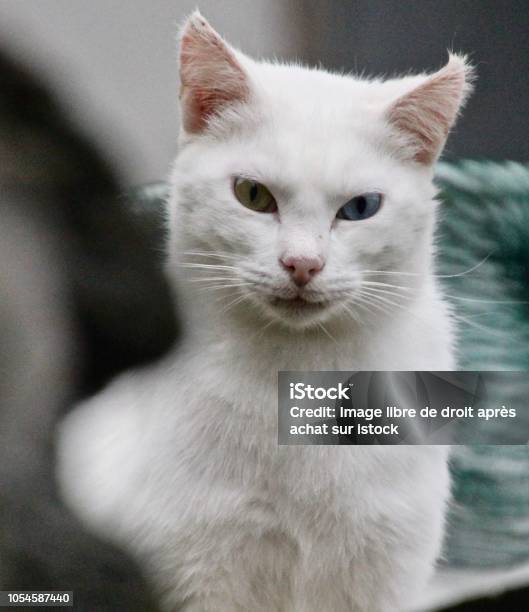 Cat In The Eyes Will See Stock Photo - Download Image Now - Animal, Animal Body Part, Animal Eye