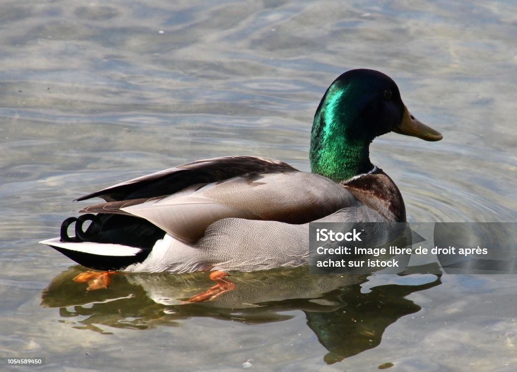 Green-collared duck At the edge of the lake a green collar duck Animal Stock Photo